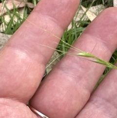 Microlaena stipoides at Aranda, ACT - 14 Jan 2023