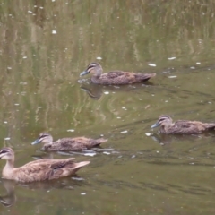 Anas superciliosa (Pacific Black Duck) at Greenway, ACT - 13 Jan 2023 by MatthewFrawley