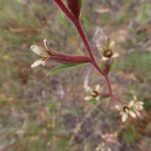 Oenothera stricta subsp. stricta at Greenway, ACT - 14 Jan 2023 08:54 AM