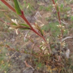 Oenothera stricta subsp. stricta at Greenway, ACT - 14 Jan 2023 08:54 AM