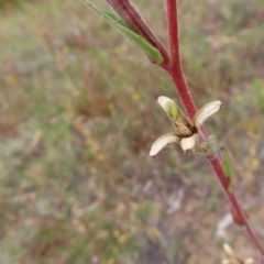 Oenothera stricta subsp. stricta at Greenway, ACT - 14 Jan 2023