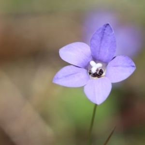 Lasioglossum (Chilalictus) sp. (genus & subgenus) at Cook, ACT - 15 Dec 2022