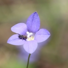 Lasioglossum (Chilalictus) sp. (genus & subgenus) at Cook, ACT - 15 Dec 2022