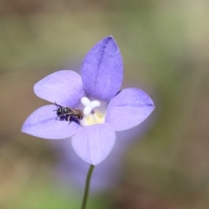 Lasioglossum (Chilalictus) sp. (genus & subgenus) at Cook, ACT - 15 Dec 2022