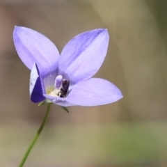 Lasioglossum (Chilalictus) sp. (genus & subgenus) at Cook, ACT - 15 Dec 2022