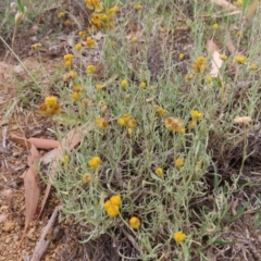 Chrysocephalum apiculatum (Common Everlasting) at Greenway, ACT - 13 Jan 2023 by MatthewFrawley