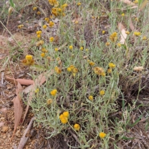 Chrysocephalum apiculatum at Greenway, ACT - 14 Jan 2023