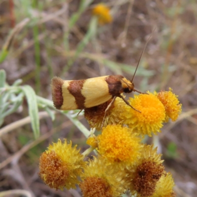 Chrysonoma fascialis (A concealer moth) at Greenway, ACT - 13 Jan 2023 by MatthewFrawley