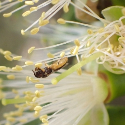 Euryglossina (Euryglossina) fuscescens (Plasterer bee) at Murrumbateman, NSW - 13 Jan 2023 by SimoneC