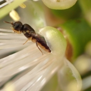 Euryglossina (Euryglossina) fuscescens at Murrumbateman, NSW - 13 Jan 2023