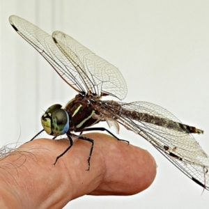 Adversaeschna brevistyla at Crooked Corner, NSW - 14 Jan 2023