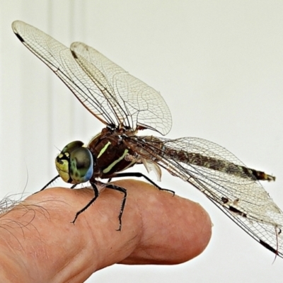 Adversaeschna brevistyla (Blue-spotted Hawker) at Crooked Corner, NSW - 14 Jan 2023 by Milly