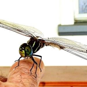 Adversaeschna brevistyla at Crooked Corner, NSW - 14 Jan 2023 02:27 PM