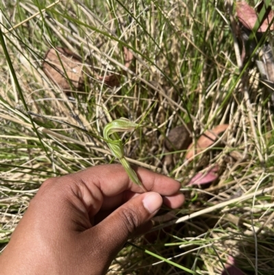 Diplodium decurvum (Summer greenhood) at Cotter River, ACT - 13 Jan 2023 by chromo