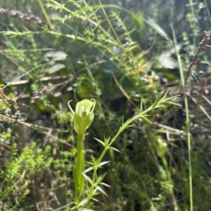 Pterostylis monticola at Cotter River, ACT - suppressed