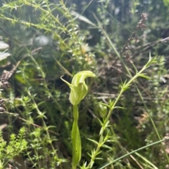 Pterostylis monticola at Cotter River, ACT - suppressed