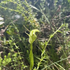 Pterostylis monticola at Cotter River, ACT - suppressed