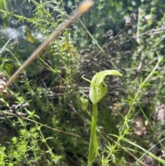 Pterostylis monticola at Cotter River, ACT - suppressed