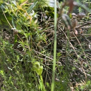 Pterostylis monticola at Cotter River, ACT - suppressed