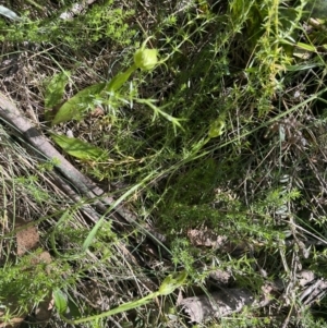 Pterostylis monticola at Cotter River, ACT - suppressed