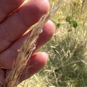 Austrostipa densiflora at Yarralumla, ACT - 14 Jan 2023