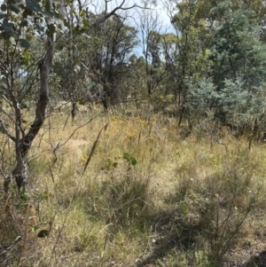 Austrostipa densiflora at Yarralumla, ACT - 14 Jan 2023