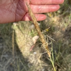 Austrostipa densiflora at Yarralumla, ACT - 14 Jan 2023