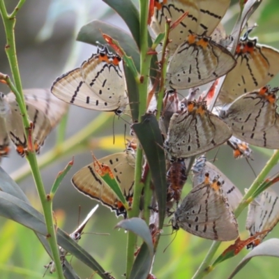 Jalmenus evagoras (Imperial Hairstreak) at Greenway, ACT - 13 Jan 2023 by MatthewFrawley