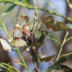 Jalmenus evagoras at Greenway, ACT - 14 Jan 2023 09:54 AM