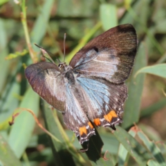 Jalmenus evagoras (Imperial Hairstreak) at Greenway, ACT - 14 Jan 2023 by MatthewFrawley