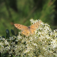 Heteronympha merope (Common Brown Butterfly) at Greenway, ACT - 14 Jan 2023 by MatthewFrawley