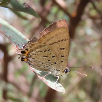 Jalmenus ictinus (Stencilled Hairstreak) at Greenway, ACT - 14 Jan 2023 by MatthewFrawley