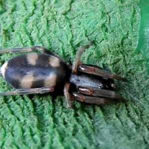 Lampona cylindrata at Crooked Corner, NSW - 14 Jan 2023