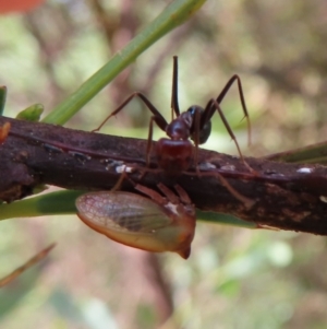 Sextius virescens at Greenway, ACT - 14 Jan 2023