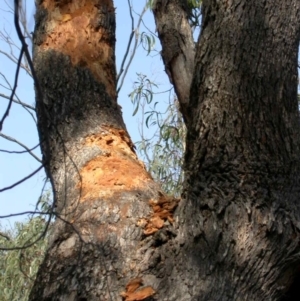 Zanda funerea at Hackett, ACT - 30 Mar 2003