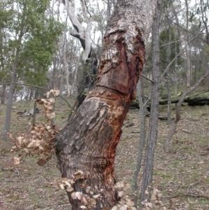 Zanda funerea at Hackett, ACT - 30 Mar 2003