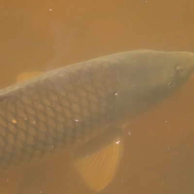 Cyprinus carpio (Common Carp) at Greenway, ACT - 14 Jan 2023 by MatthewFrawley