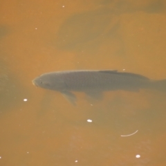 Cyprinus carpio at Greenway, ACT - 14 Jan 2023