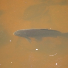 Cyprinus carpio at Greenway, ACT - 14 Jan 2023 09:59 AM