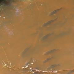 Cyprinus carpio at Greenway, ACT - 14 Jan 2023 09:59 AM