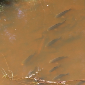 Cyprinus carpio at Greenway, ACT - 14 Jan 2023