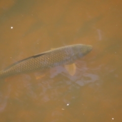 Cyprinus carpio at Greenway, ACT - 14 Jan 2023 09:59 AM