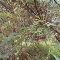 Acacia rubida (Red-stemmed Wattle, Red-leaved Wattle) at Greenway, ACT - 14 Jan 2023 by MatthewFrawley