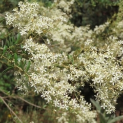 Bursaria spinosa (Native Blackthorn, Sweet Bursaria) at Greenway, ACT - 14 Jan 2023 by MatthewFrawley