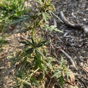 Xanthium spinosum at Aranda, ACT - 13 Jan 2023