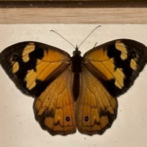 Heteronympha merope at Aranda, ACT - 12 Jan 2023