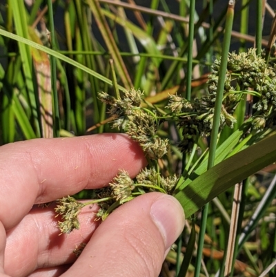 Scirpus polystachyus (Large-head Club-rush) at Namadgi National Park - 14 Jan 2023 by MattM