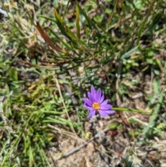 Calotis scabiosifolia var. integrifolia (Rough Burr-daisy) at Namadgi National Park - 14 Jan 2023 by MattM