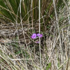 Swainsona behriana (Behr's Swainson-Pea) at Namadgi National Park - 14 Jan 2023 by MattM