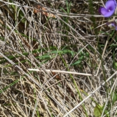 Swainsona behriana at Mount Clear, ACT - 14 Jan 2023 12:26 PM